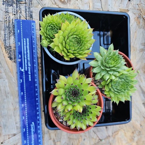 Large sempervivum outdoor - 3,