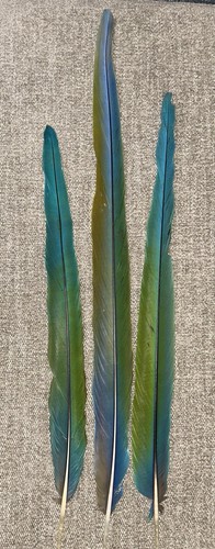 Naturally molted green blue - molted, green,
