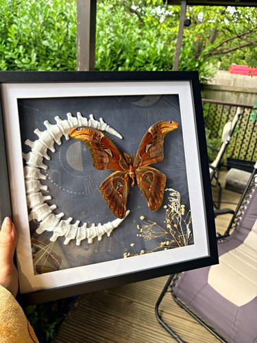 Large atlas moth - , with