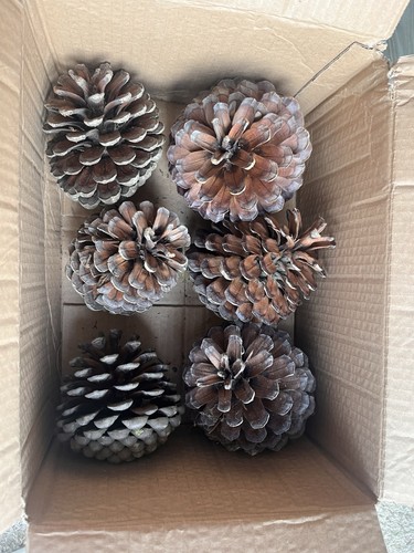 Large maritime pine - large, cones