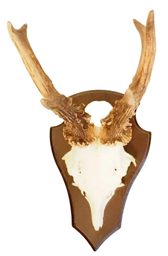 Vintage taxidermy roe deer - vintage,
