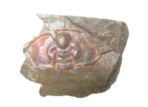 Cambrian bristolia - cambrian,
