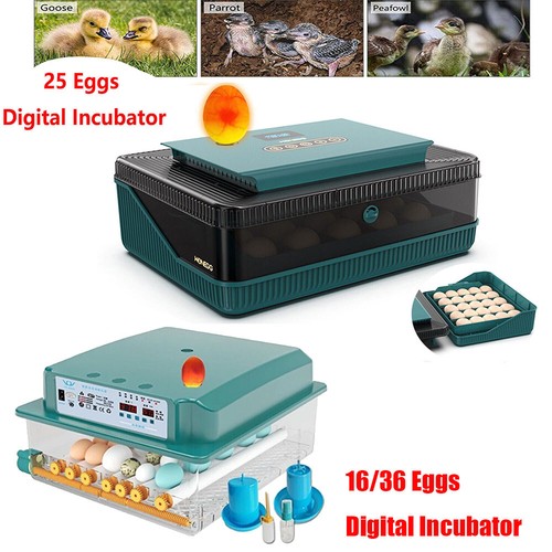 Eggs digital incubator - eggs,