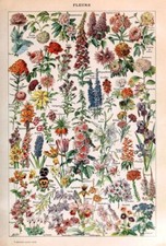 Adolphe Millot Vintage Flower