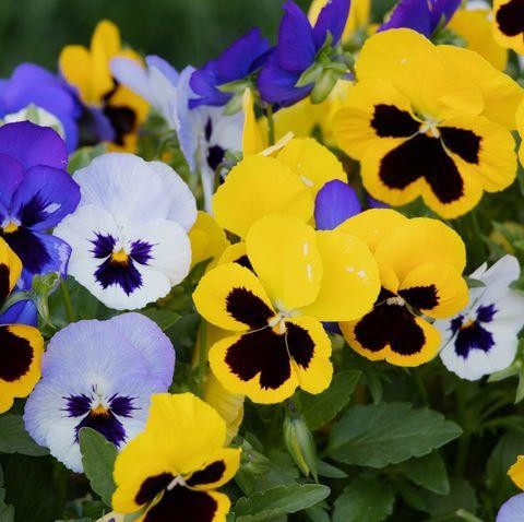 Pansy winter flowering seeds - pansy,