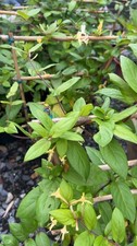Large 5litre Pot - HONEYSUCKLE PLANT - COMMON LONICERA PERICLYMENUM Climbing