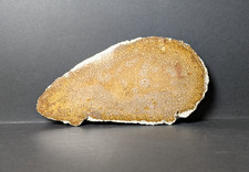 Petrified wood fossil palm