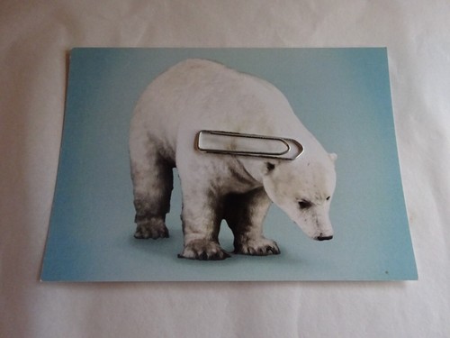 Mounted taxidermy polar - mounted,