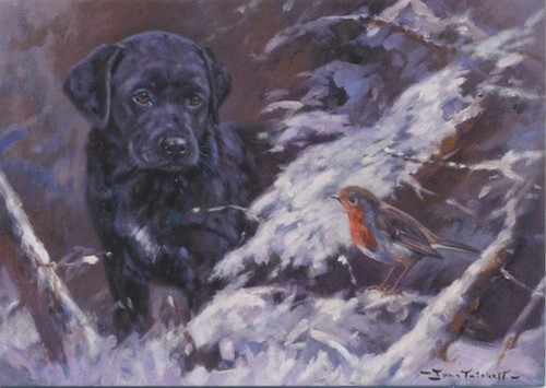 Black labrador robin - robin, dog