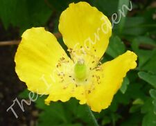 Dainty bright Yellow Welsh Poppy. 100+ seeds.  Wildflower.  Bee friendly.