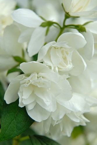 Philadelphus snowbelle shrub - philadelphus,