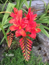 Crocosmia Katie x 4