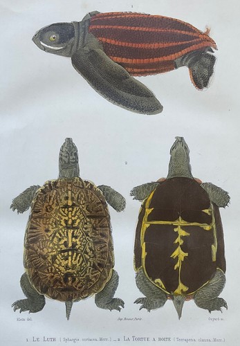 Zoology lute box turtle - lute, color