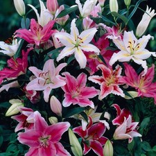 12 x Lily Oriental Mixed