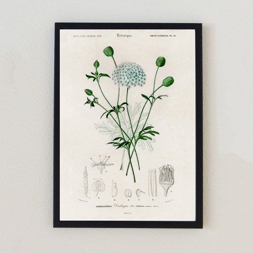 Vintage botanical flower plant - vintage,