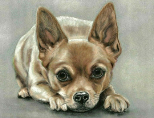 Chihuahua picture original - chihuahua,