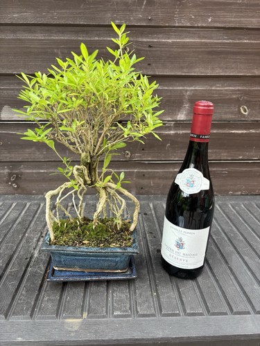 Bonsai tree serissa snow - tree,