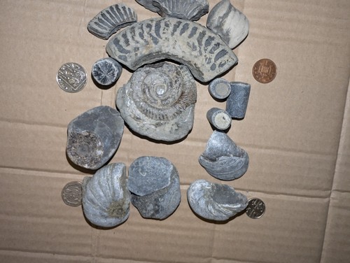 Mixed fossil lot - mixed, ammonites