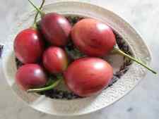 SOLANUM BETACEA - 30 x seeds - tamarillo, tomato tree