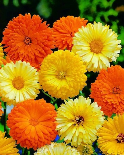 Calendula pacific beauty - pacific,