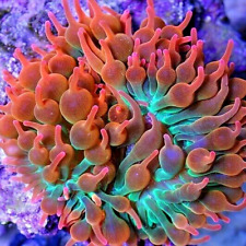 ?Rose Bubbletip Anemone (SINGLE)-NOT ZOA SPS LPS HAMMER TORCH MUSHROOM