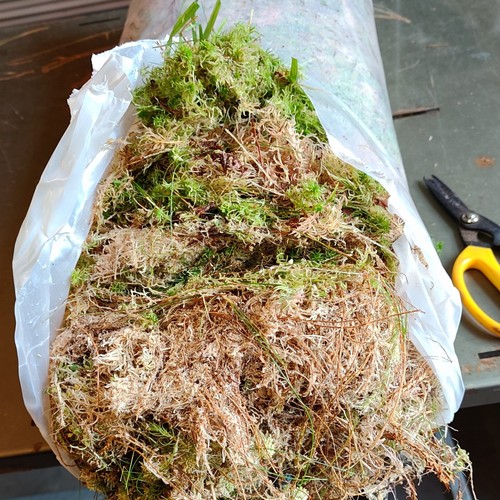 Fresh welsh sphagnum moss - welsh,
