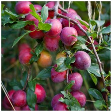 Big juicy victoria - big,