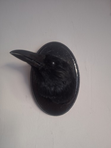 Taxidermy carrion crow head - taxidermy,