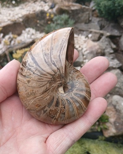 Nautilus fossil madagascar - -,