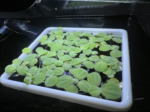 Floating aquarium feeding - floating,
