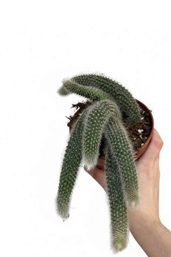 Hildewinteria colademoninis - hildewinteria, (