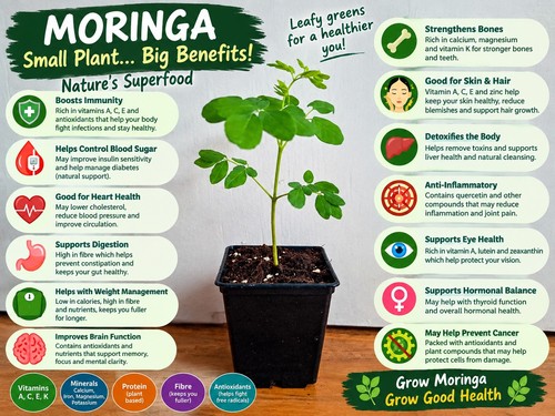 Moringa oleifera drumstick - oleifera,