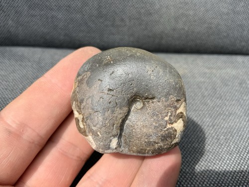 Rare phylloceras fossil - sp,