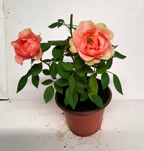 Orange rose potted - rose,