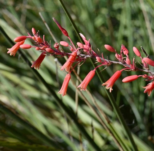 Hesperaloe parviflora 30cm - parviflora, 20-30cm