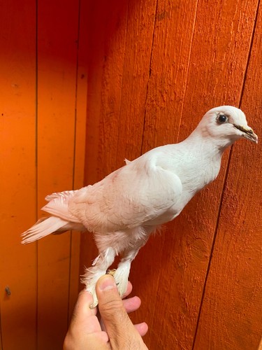 White domestic pigeon - white,