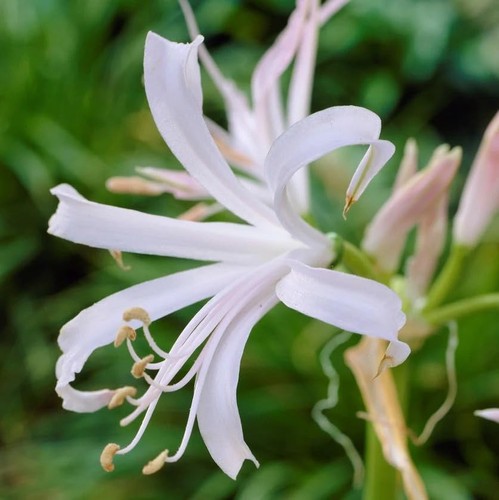 Nerine lily bulbs for - nerine, home