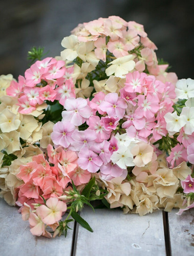 Phlox of - phlox, sheep