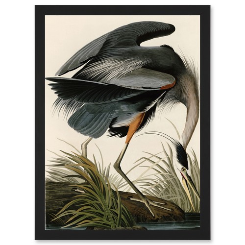 Audubon birds great blue heron - audubon,