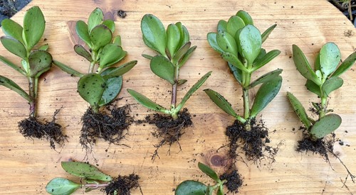 Jade money plants - x,