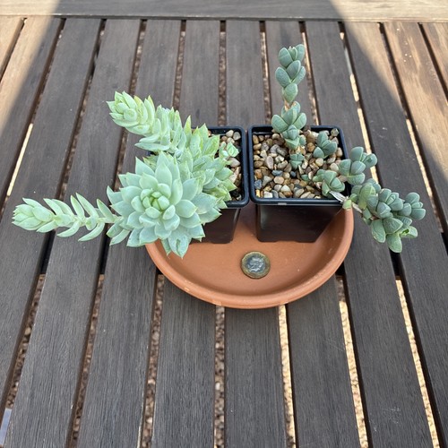 For succulent plants end - 2,