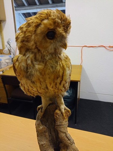 Stuffed owl - stuffed,