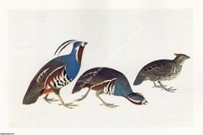 CRESTED BOBWHITE, MOUNTAIN QUAIL. BY JOHN JAMES AUDUBON (1785-1851) - BIRDS OF A