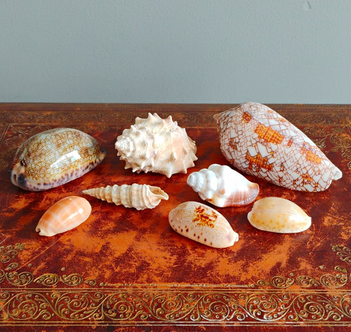 Mixed natural unpolished sea - unpolished,