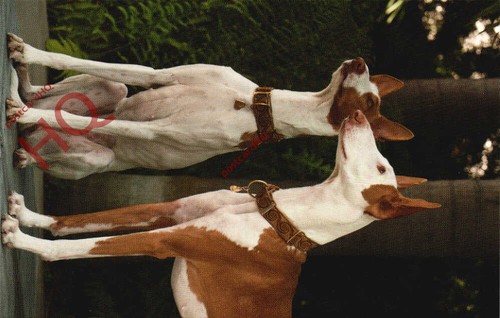 Picture postcard dogs ibizan - picture,