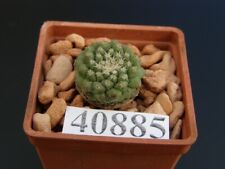 Strombocactus esperanzae