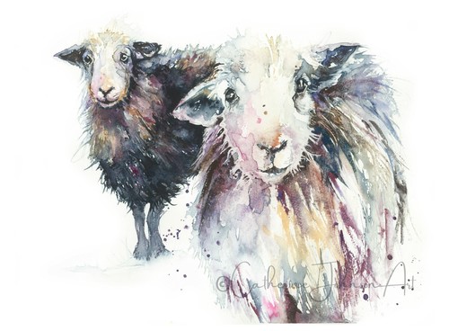Herdwick sheep mounted giclée - herdwick,