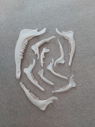 Jaw bones deer fox - jaw, x