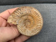 Perisphinctes sp Ammonite