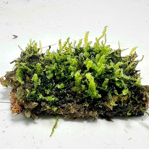 Pearl moss solenostoma - pearl,